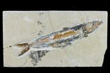 Cretaceous Viper Fish (Prionolepis) - Hjoula #115742-1